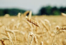 Optibrium and FMC look to boost crop protection crops