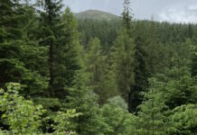 Video campaign calls for sustainable packaging to protect forests