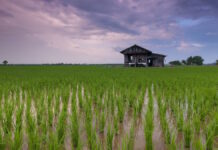 Project to boost rice sustainability wins award rice paddy field
