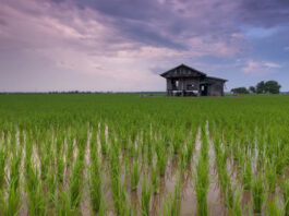 rice paddy field