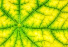 Key enzyme in chlorophyll synthesis offers pathway to stress-tolerant crops