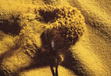 Solar Foods launches protein ‘made from thin air’