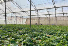 Potato protein producer boosts capacity