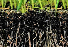 Cultivating soil solutions, metal balance and rural youth