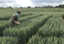 Sugar signalling applications could boost wheat yields by up to 12%