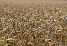 FCC Capital invests $2bn into ag and food innovation