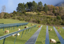 Agri-PV enjoys comparatively high acceptance