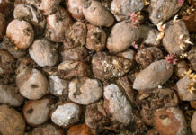 Partnership looks to develop biological solutions to reduce food waste