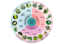 ‘Wearable’ plant sensors
