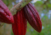 Dimitra and MANTRA partner to tokenise real-world agricultural assets