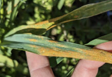 Fungal resistance in wheat: preserving biodiversity for food security